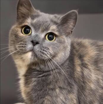 Ataota -  British Shorthair Cat for Adoption in Snow Hill, Maryland - Ataota | PetCurious