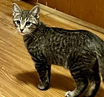 Rescue Domestic Short Hair Cats for Adoption in Faribault, Minnesota - Tenor | PetCurious
