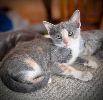 Calico Cats Available for Adoption in Anthem, Arizona - Beret - Hat Litter | PetCurious