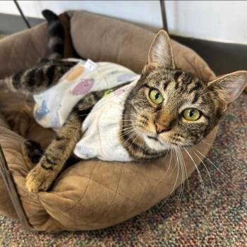 Domestic Short Hair Cats Available for Adoption in Buffalo, New York - Morgan | PetCurious
