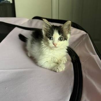 Smores -  Domestic Short Hair Cat for Adoption in Atlanta, Georgia - Smores | PetCurious