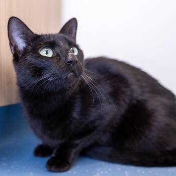 Donut -  Domestic Short Hair Cat for Adoption in Saint Paul, Minnesota - Donut | PetCurious