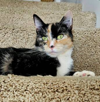 Domestic Short Hair Cats Available for Adoption - Millie | PetCurious