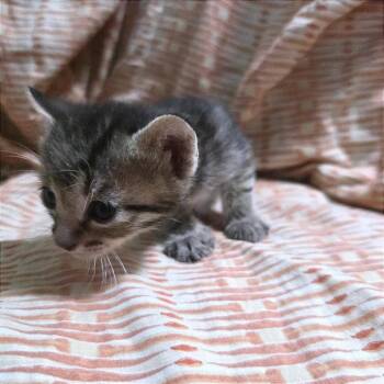 Soil -  Domestic Short Hair Cat for Adoption in Webster, Texas - Soil | PetCurious