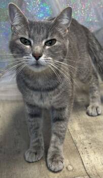 Malibu -  Domestic Short Hair Cat for Adoption in Shreveport, Louisiana - Malibu | PetCurious