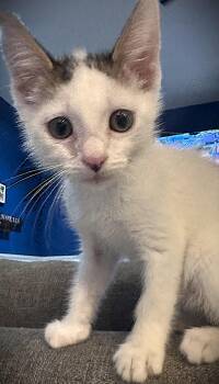 Tabby Cats Available for Adoption in Fort Myers, Florida - Michael | PetCurious