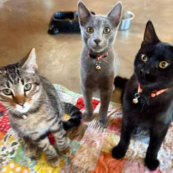 Moe, Larry & Curly -  Domestic Short Hair Cat for Adoption in Mount Sterling, Illinois - Moe, Larry & Curly | PetCurious