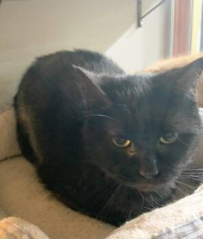 Rescue Domestic Short Hair Cats for Adoption in Massena, New York - Millie *SPONSORED | PetCurious