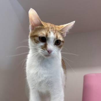 Skylan -  Domestic Short Hair Cat for Adoption in Janesville, Wisconsin - Skylan | PetCurious