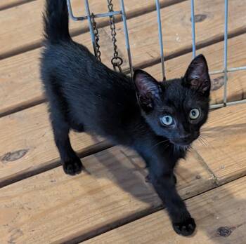 Phantom -  Domestic Short Hair Cat for Adoption in Pompano Beach, Florida - Phantom | PetCurious