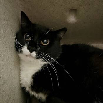 Rescue Domestic Short Hair Cats for Adoption in Lyndhurst, Virginia - Crabby Jane | PetCurious