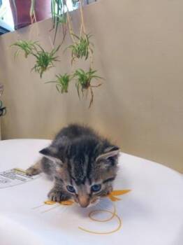 Nina -  Domestic Short Hair Cat for Adoption in Fishers, Indiana - Nina | PetCurious