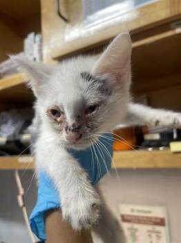 Domestic Short Hair Cats Available for Adoption in Tallahassee, Florida - CODY | PetCurious