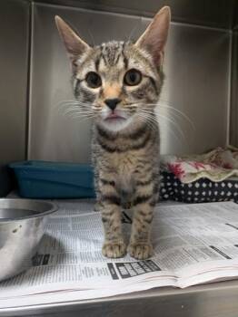 Domestic Short Hair Cats Available for Adoption - Fennel | PetCurious