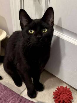 Rescue Domestic Short Hair Cats for Adoption in Chicago, Illinois - King Dorephan | PetCurious