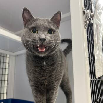 Domestic Short Hair Cats Available for Adoption in New York, New York - Mopey | PetCurious
