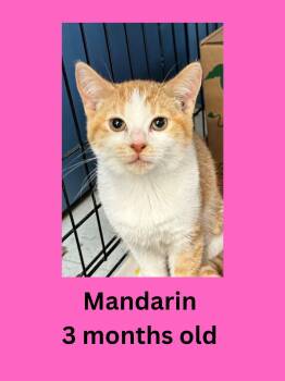 Mandarin -  Domestic Short Hair Cat for Adoption in Ravenna, Ohio - Mandarin | PetCurious