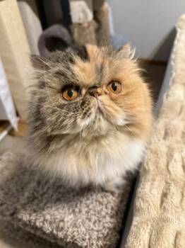 RUE -  Persian Cat for Adoption in Kenosha, Wisconsin - RUE | PetCurious