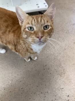 Rescue Domestic Short Hair Cats for Adoption in Morristown, New Jersey - Toby | PetCurious