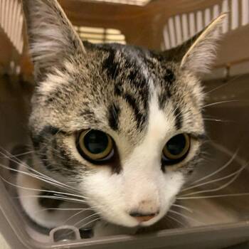 Domestic Short Hair Cats Available for Adoption in Charlottesville, Virginia - Mr. Kitty | PetCurious