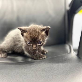 Kazmir -  Siamese Cat for Adoption in Chico, California - Kazmir | PetCurious
