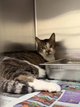 Domestic Short Hair Cats Available for Adoption in Wichita, Kansas - Loudenboomer | PetCurious