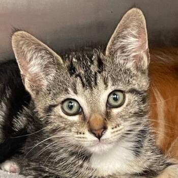 Sailor -  Domestic Short Hair Cat for Adoption in Hawthorne, California - Sailor | PetCurious