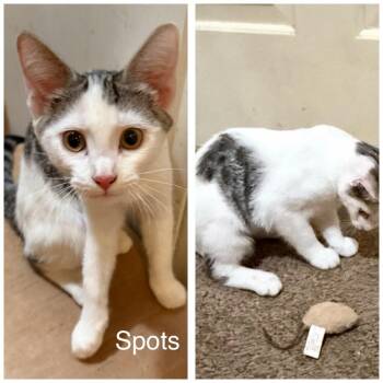 Rescue Domestic Short Hair Cats for Adoption in Sonora, California - Spots | PetCurious