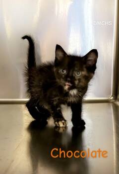 Chocolate -  Domestic Short Hair Cat for Adoption in Burlington, Iowa - Chocolate | PetCurious