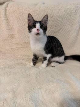 Balboa -  Domestic Medium Hair Cat for Adoption in Mobile, Alabama - Balboa | PetCurious