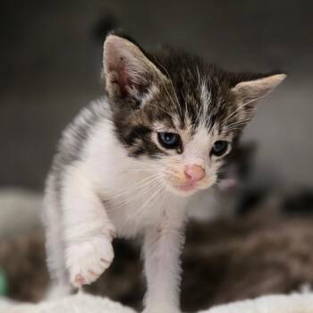 Malcolm -  Domestic Short Hair Cat for Adoption in San Jacinto, California - Malcolm | PetCurious