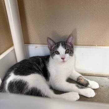 Count -  Domestic Short Hair Cat for Adoption in Mankato, Minnesota - Count | PetCurious