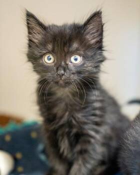 Jerry -  Domestic Short Hair Cat for Adoption in Pequot Lakes, Minnesota - Jerry | PetCurious
