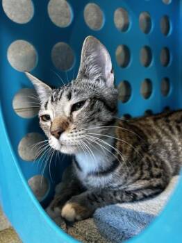 Sassy -  Domestic Short Hair Cat for Adoption in Honolulu, Hawaii - Sassy | PetCurious