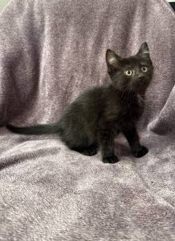 Plum -Preadoption ONLY -  Domestic Short Hair Cat for Adoption in Chilliwack, British Columbia - Plum -Preadoption ONLY | PetCurious