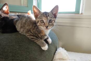 Poppy -  Domestic Short Hair Cat Available for Adoption in South Pasadena, California - Poppy | PetCurious
