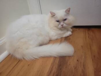 Rescue Persian Cats for Adoption in North Myrtle Beach, South Carolina - PeeWee | PetCurious