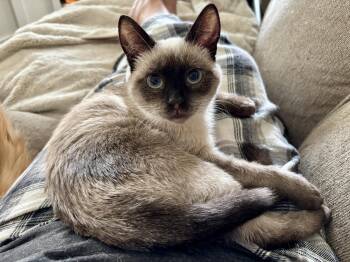 Cocoa -  Siamese Cat for Adoption in Napa, California - Cocoa | PetCurious