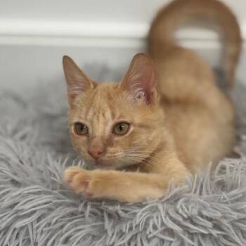 Rescue Domestic Short Hair Cats for Adoption in Richmond, Virginia - Sunshine | PetCurious