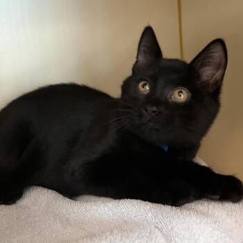 Spencer -  Domestic Short Hair Cat for Adoption in Fairport, New York - Spencer | PetCurious