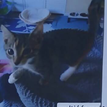 Rescue Domestic Short Hair Cats for Adoption in Port Charlotte, Florida - Shyla | PetCurious