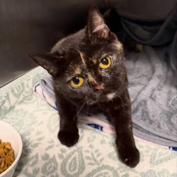Pudding -  Scottish Fold and Domestic Short Hair Cat for Adoption in Hampton Bays, New York - Pudding | PetCurious