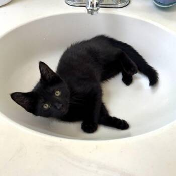 Tommy -  Domestic Short Hair Cat for Adoption in Fairfax, Virginia - Tommy | PetCurious