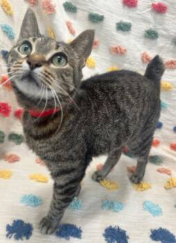 Persephone -  Domestic Short Hair Cat for Adoption in Denham Springs, Louisiana - Persephone | PetCurious