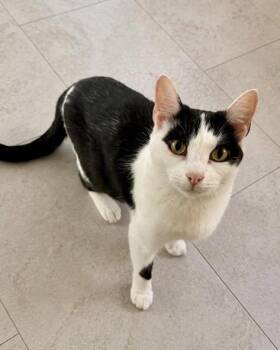 Liberty -  Domestic Short Hair Cat for Adoption in Portland, Maine - Liberty | PetCurious