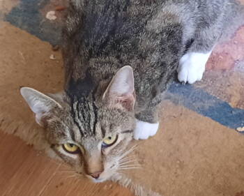 Rescue Domestic Short Hair Cats for Adoption in Mcconnelsville, Ohio - Lady Grey | PetCurious