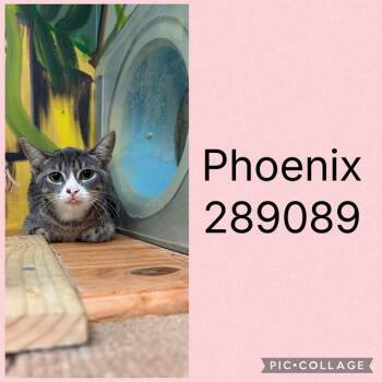 PHOENIX -  Domestic Short Hair Cat for Adoption in Macon, Georgia - PHOENIX | PetCurious