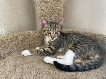 Watson -  Domestic Short Hair Cat for Adoption in Lincoln, California - Watson | PetCurious