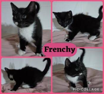 Frenchy -  Domestic Short Hair Cat for Adoption in Wilkesboro, North Carolina - Frenchy | PetCurious