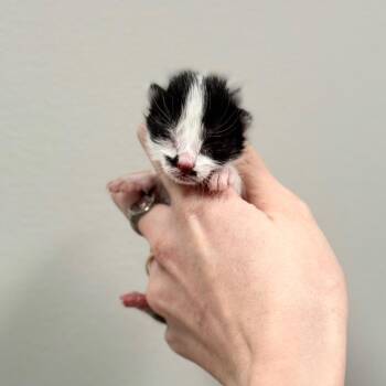 Domestic Short Hair Cats Available for Adoption - BB 1 | PetCurious